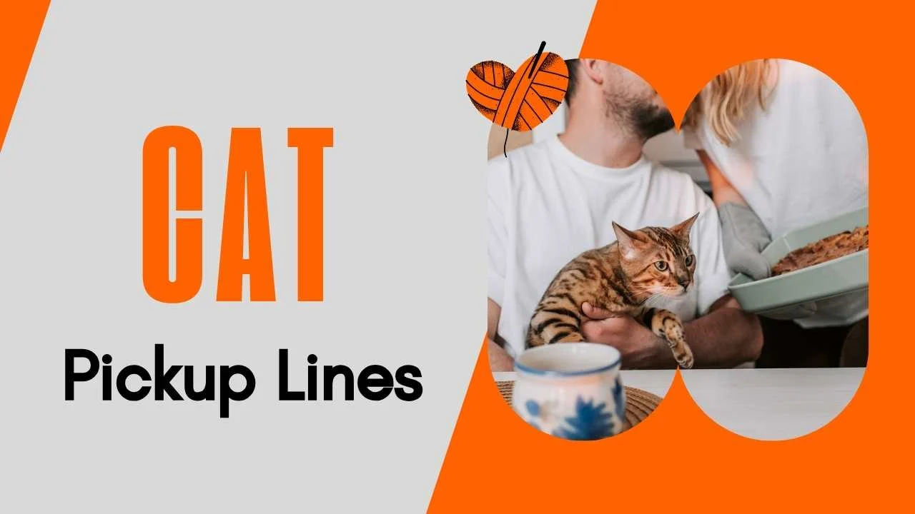 Cat Pick Up Lines