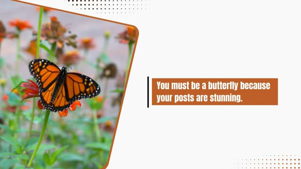 Animal Pick Up Lines For Instagram