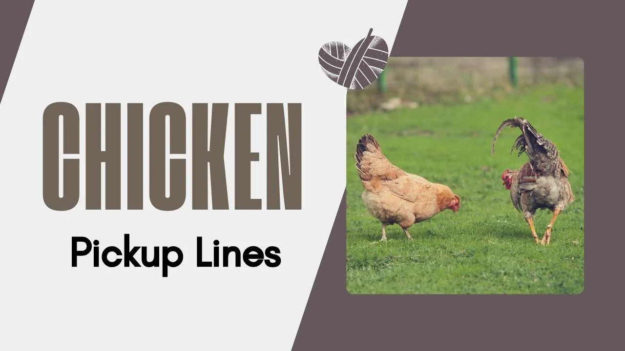 Chicken Pick Up Lines