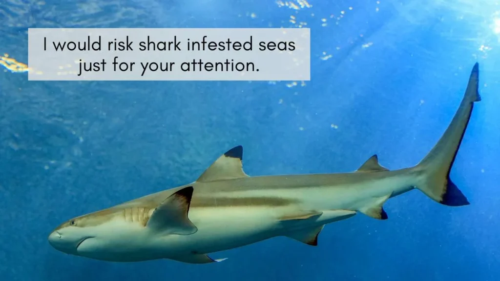 Clever Shark Pick Up Lines