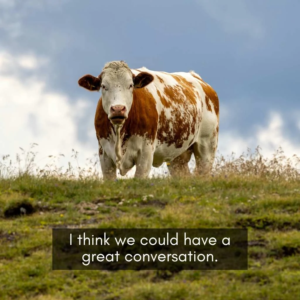Cow Pick Up Lines For Tinder