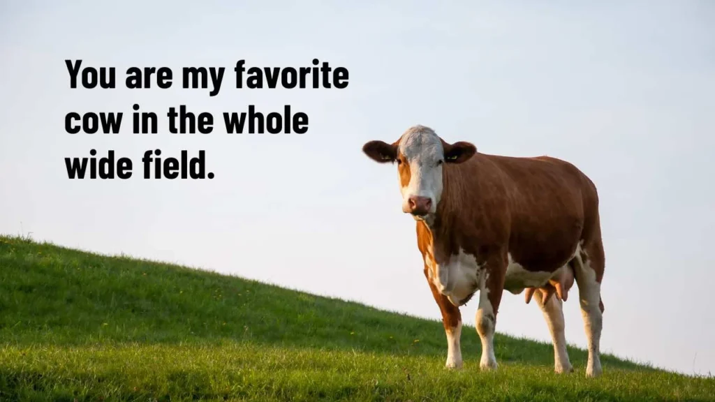 Cute Cow Pick Up Lines