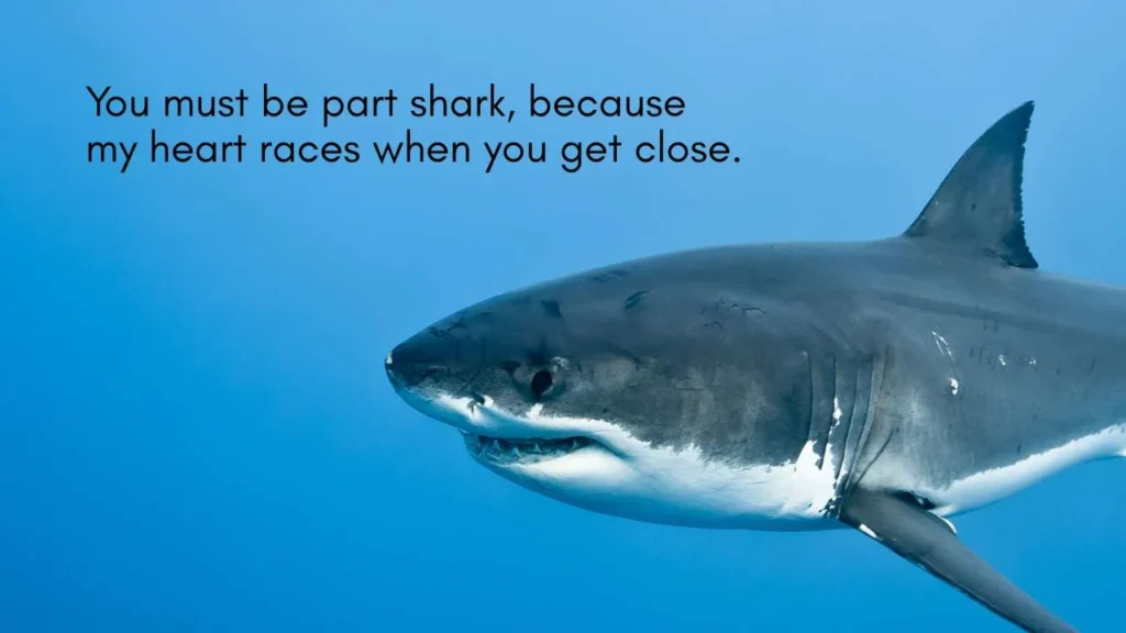 Funny Shark Pick Up Lines