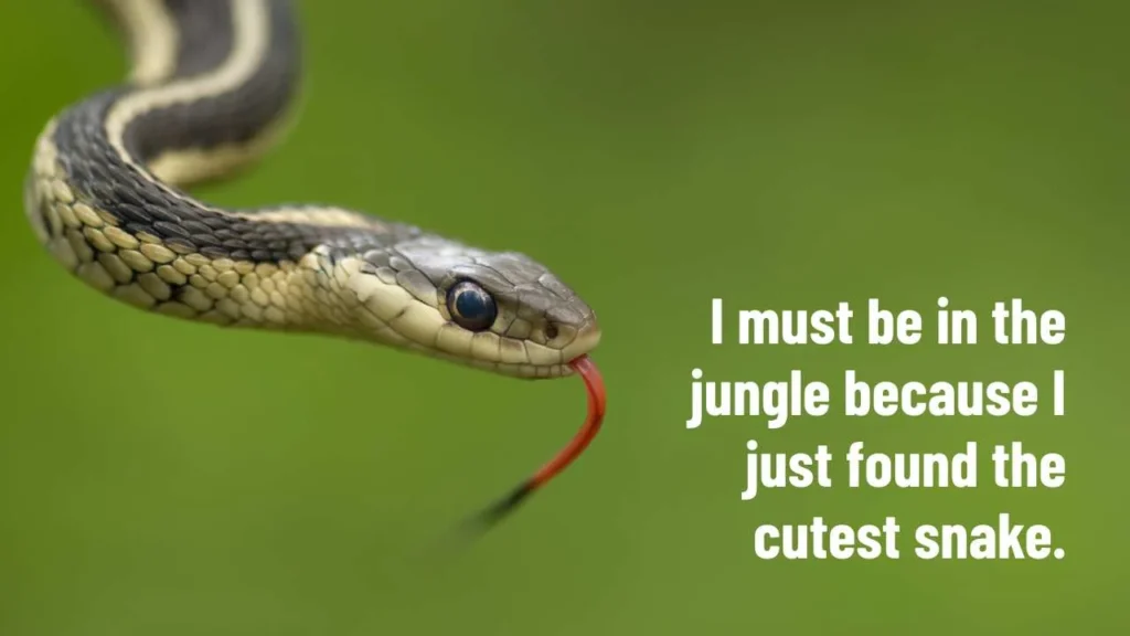 Funny Snake Pick Up Lines
