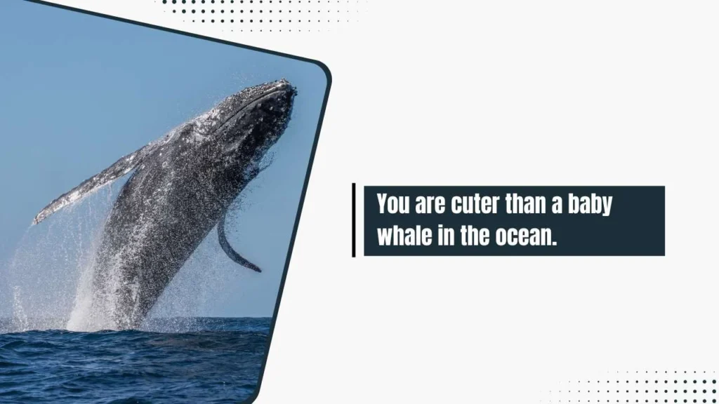 Funny Whale Pick Up Lines