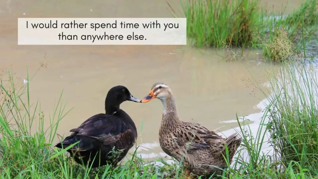 Best Duck Pick Up Lines For Flirting