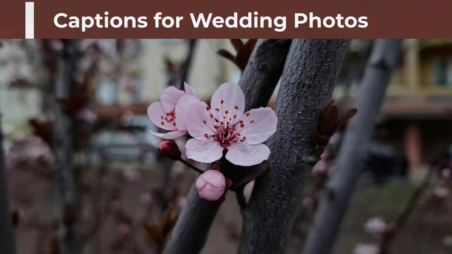 Captions for Wedding Photos