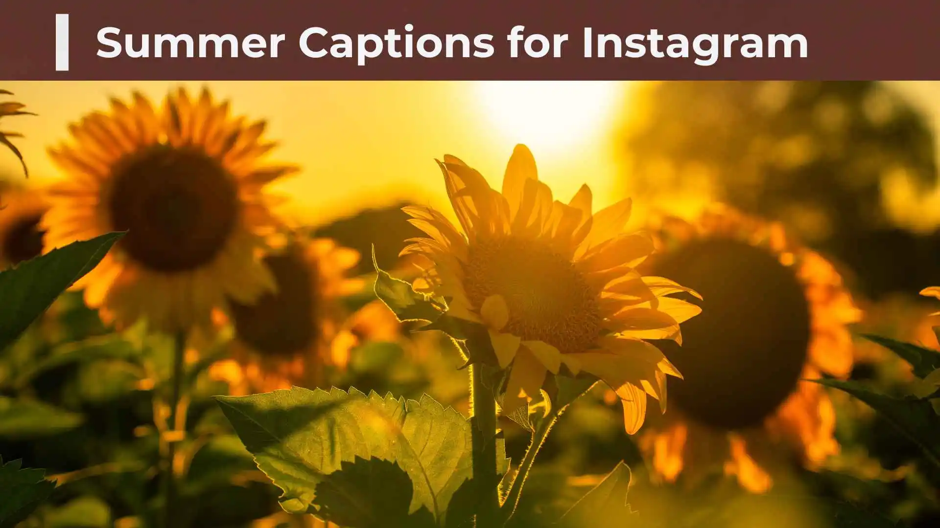300+ Summer Captions for Instagram: Cute, Funny, Short, and Aesthetic Ideas
