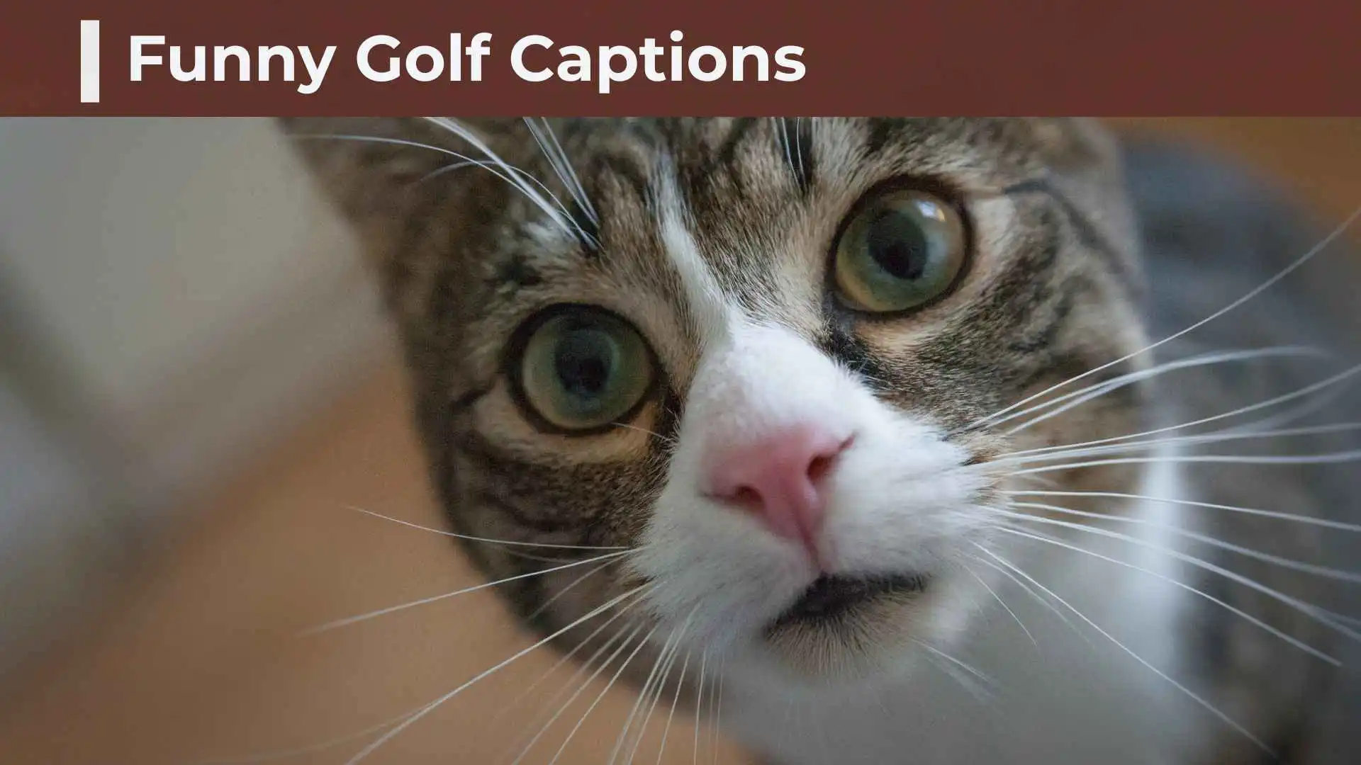 200+ Funny Golf Captions: Hilarious, Clever & Short Golf Captions for Instagram