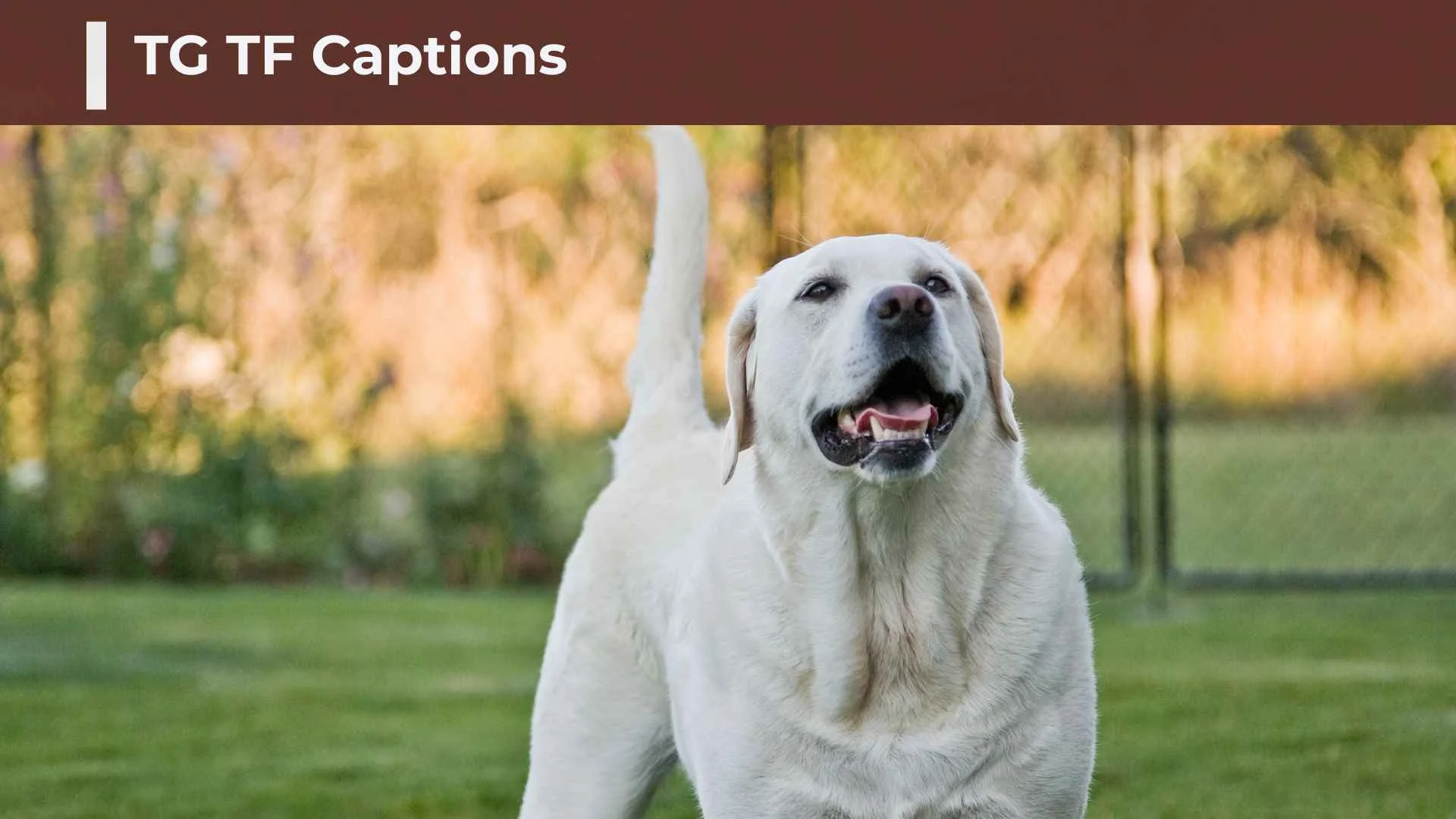 TG TF Captions: Funny, Cute, Flirty, and Trending Caption Ideas